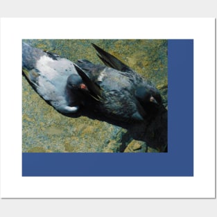 Pigeon pals Posters and Art